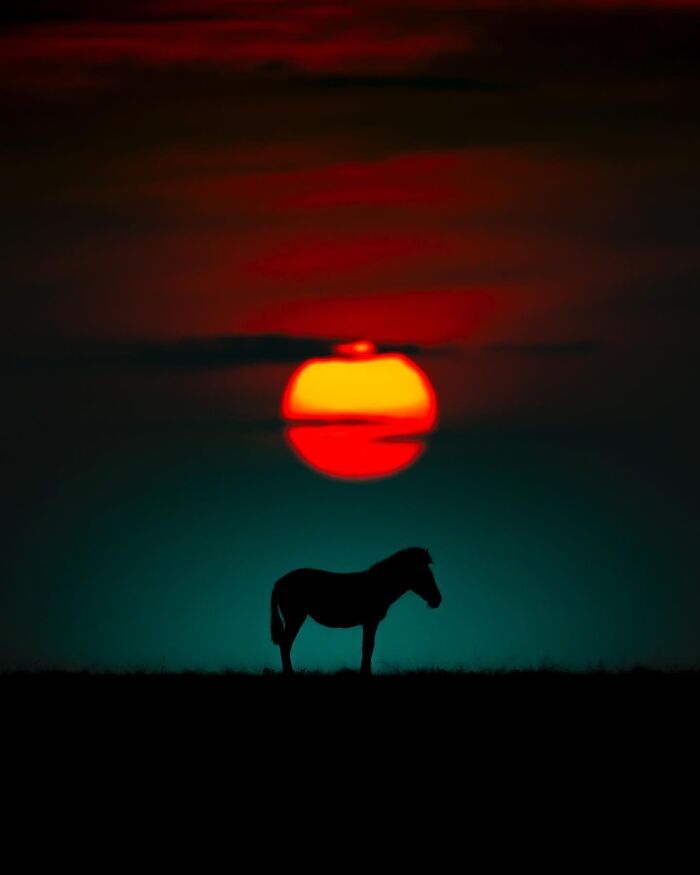 Wait Till You See These Mind-Blowing Animal Silhouettes at Sunset!