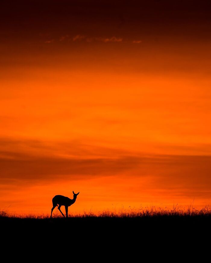 Wait Till You See These Mind-Blowing Animal Silhouettes at Sunset!