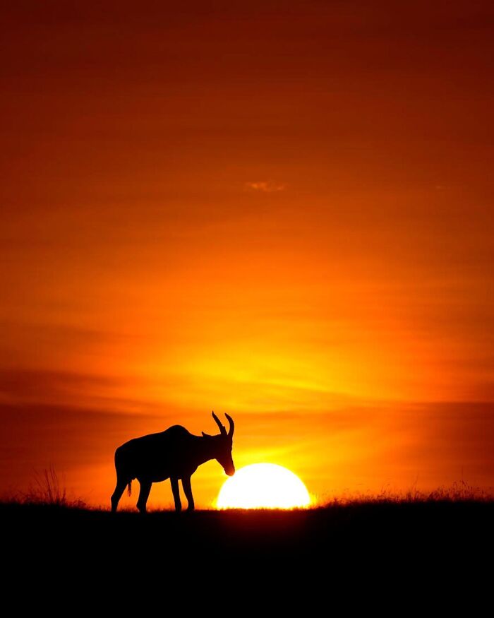 Wait Till You See These Mind-Blowing Animal Silhouettes at Sunset!