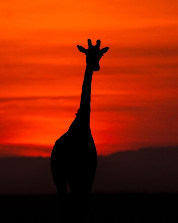 Wait Till You See These Mind-Blowing Animal Silhouettes at Sunset!