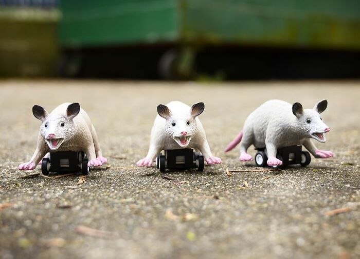 Racing Possums Are Weirdly Hilarious—Like That Surprise Guest Who Just Shows Up