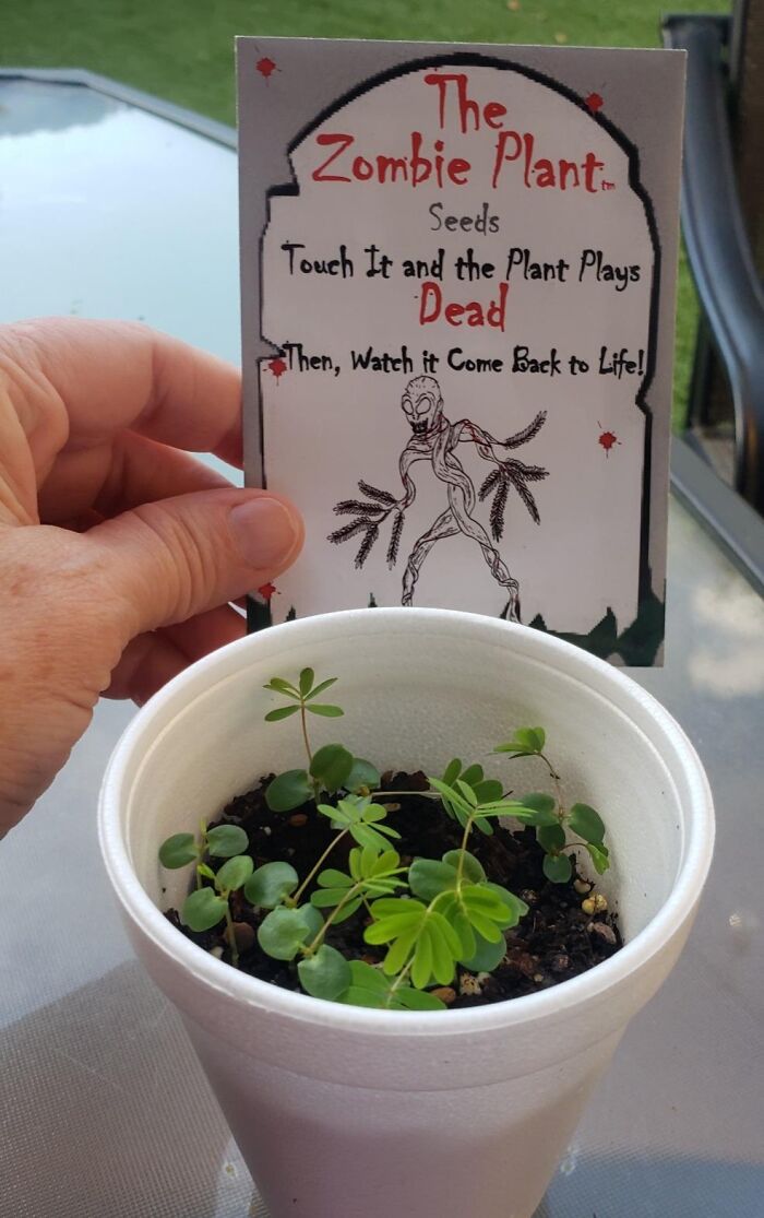Zombie Plant Seeds: Give ‘Em a Zombie, Or Grow Your Own & Gift Next Year!
