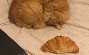 When Cats Get Their Goofy On: The Weirdest, Most Hilarious Cat Pics Ever