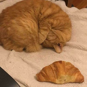 When Cats Get Their Goofy On: The Weirdest, Most Hilarious Cat Pics Ever