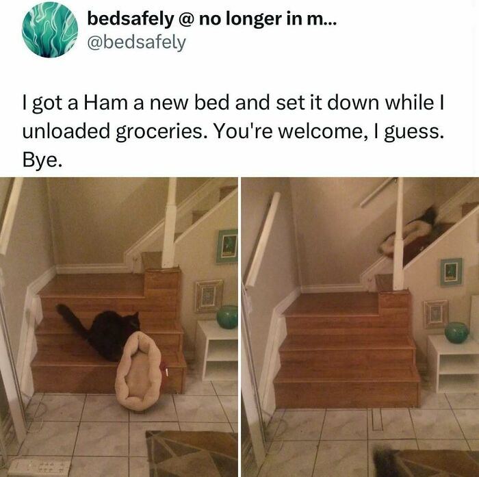 When Cats Get Their Goofy On: The Weirdest, Most Hilarious Cat Pics Ever