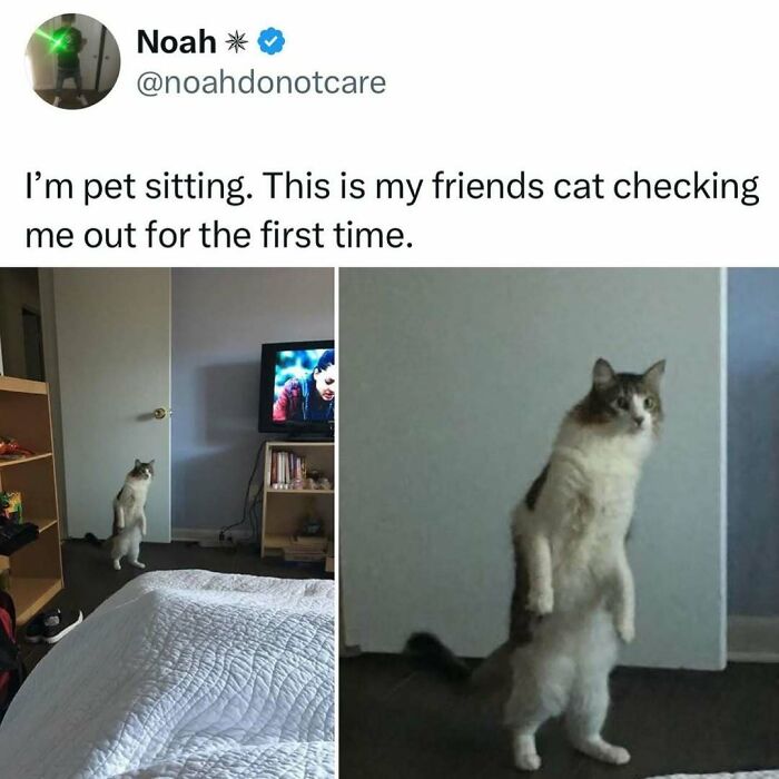 When Cats Get Their Goofy On: The Weirdest, Most Hilarious Cat Pics Ever