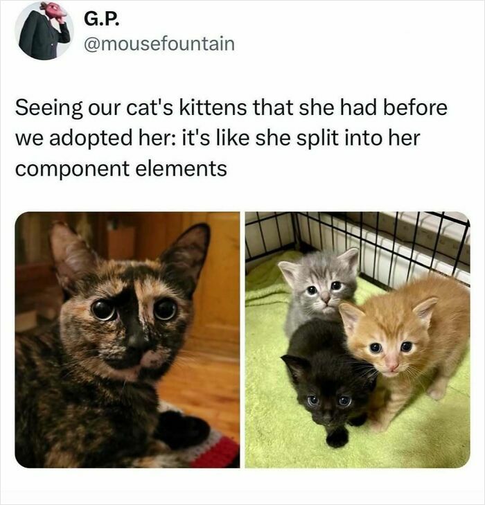 When Cats Get Their Goofy On: The Weirdest, Most Hilarious Cat Pics Ever