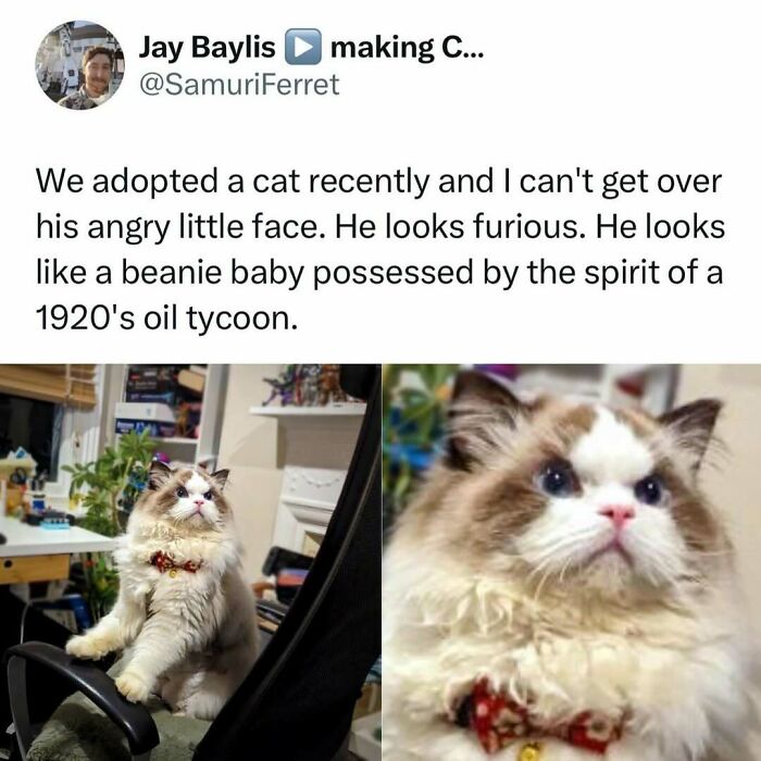 When Cats Get Their Goofy On: The Weirdest, Most Hilarious Cat Pics Ever