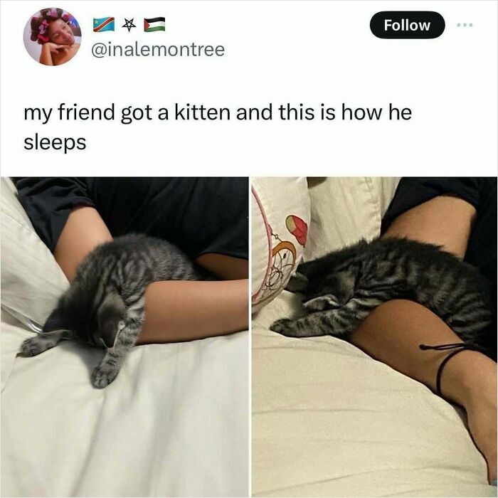 When Cats Get Their Goofy On: The Weirdest, Most Hilarious Cat Pics Ever