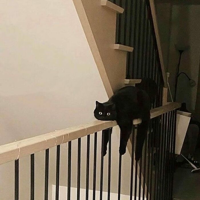 When Cats Get Their Goofy On: The Weirdest, Most Hilarious Cat Pics Ever