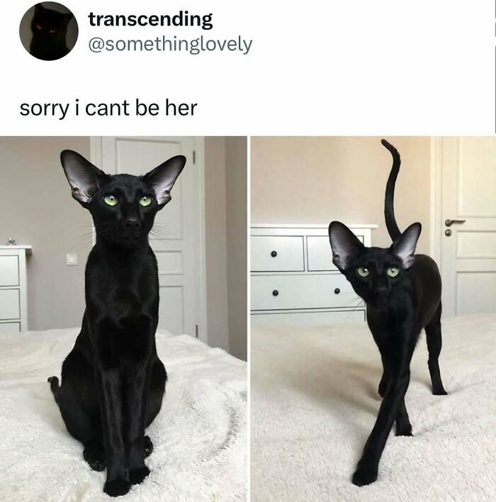 When Cats Get Their Goofy On: The Weirdest, Most Hilarious Cat Pics Ever