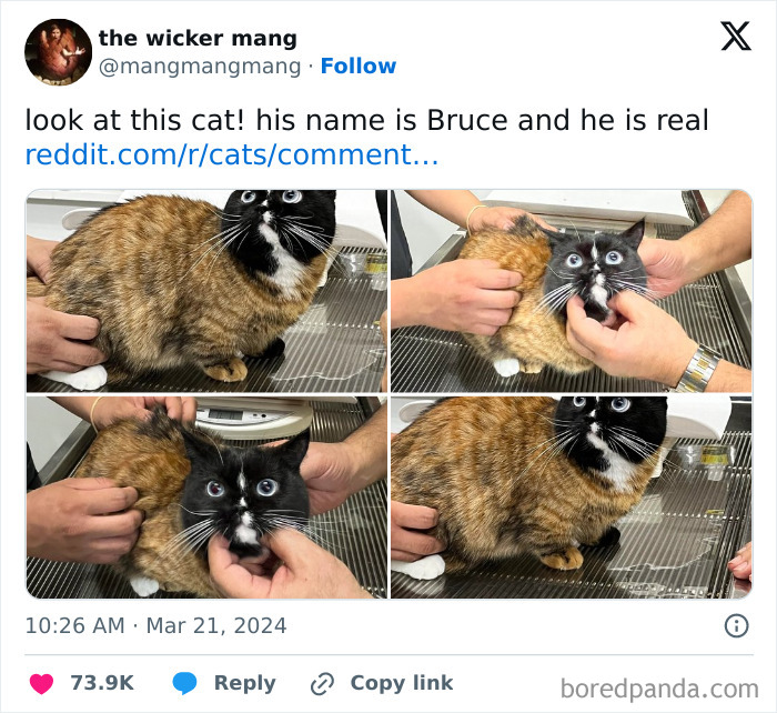 When Cats Get Their Goofy On: The Weirdest, Most Hilarious Cat Pics Ever