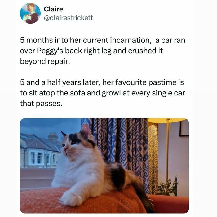 When Cats Get Their Goofy On: The Weirdest, Most Hilarious Cat Pics Ever