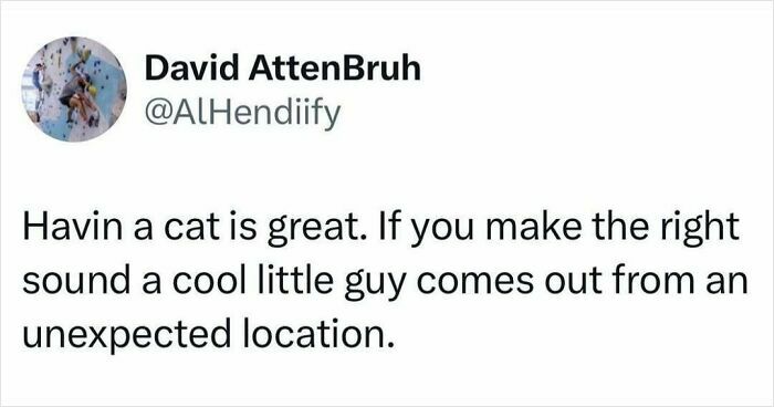 When Cats Get Their Goofy On: The Weirdest, Most Hilarious Cat Pics Ever