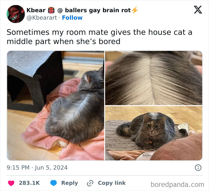 When Cats Get Their Goofy On: The Weirdest, Most Hilarious Cat Pics Ever