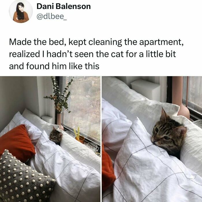 When Cats Get Their Goofy On: The Weirdest, Most Hilarious Cat Pics Ever