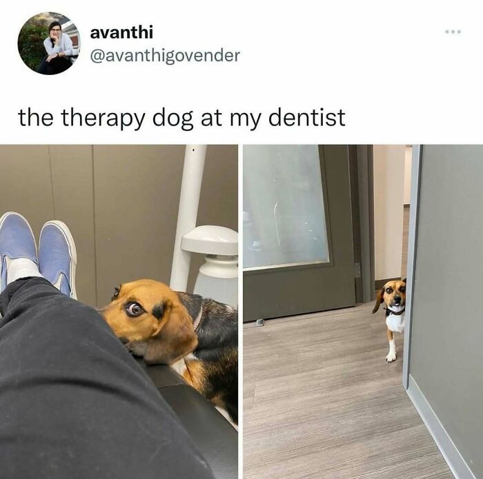 Let’s Dive Into These 120 Animal Memes That’ll Totally Crack You Up
