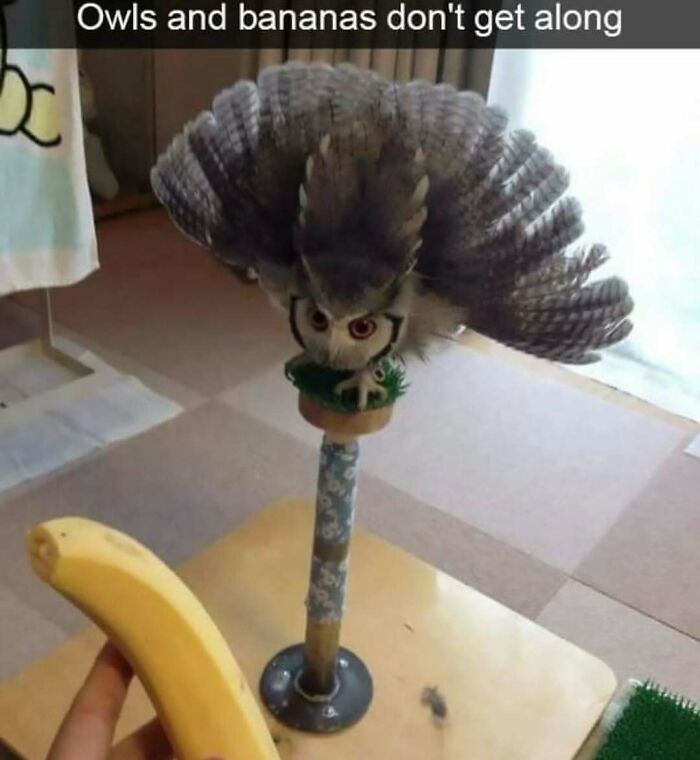 Let’s Dive Into These 120 Animal Memes That’ll Totally Crack You Up