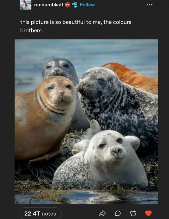 Let’s Dive Into These 120 Animal Memes That’ll Totally Crack You Up