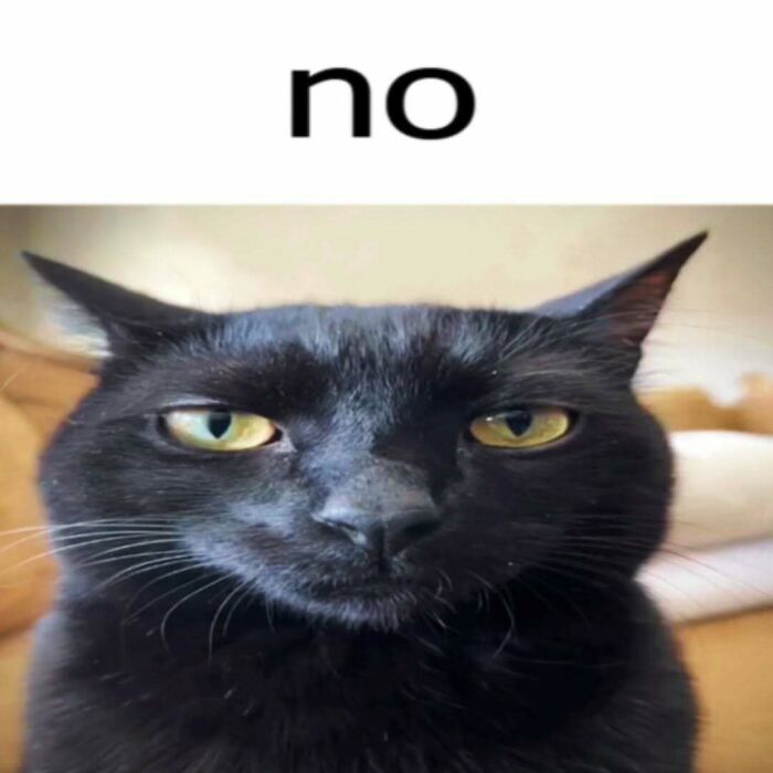 Let’s Dive Into These 120 Animal Memes That’ll Totally Crack You Up