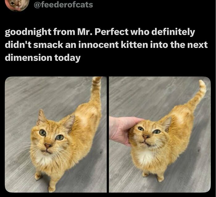 Let’s Dive Into These 120 Animal Memes That’ll Totally Crack You Up