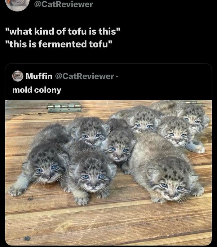 Let’s Dive Into These 120 Animal Memes That’ll Totally Crack You Up