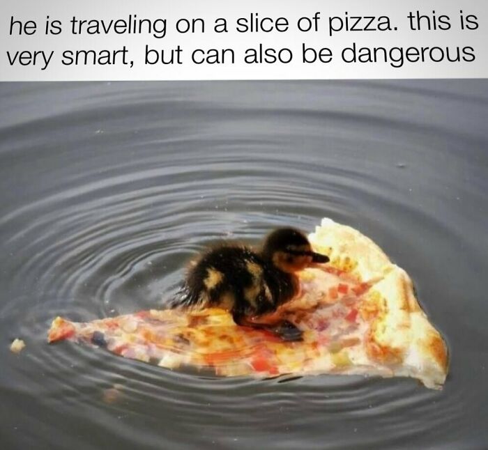 Let’s Dive Into These 120 Animal Memes That’ll Totally Crack You Up