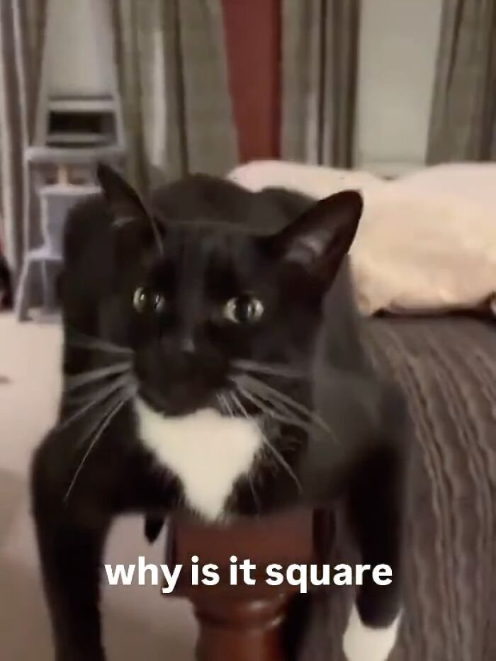 Let’s Dive Into These 120 Animal Memes That’ll Totally Crack You Up