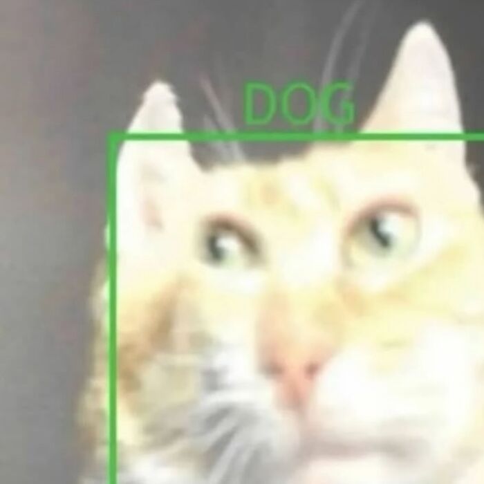 Let’s Dive Into These 120 Animal Memes That’ll Totally Crack You Up