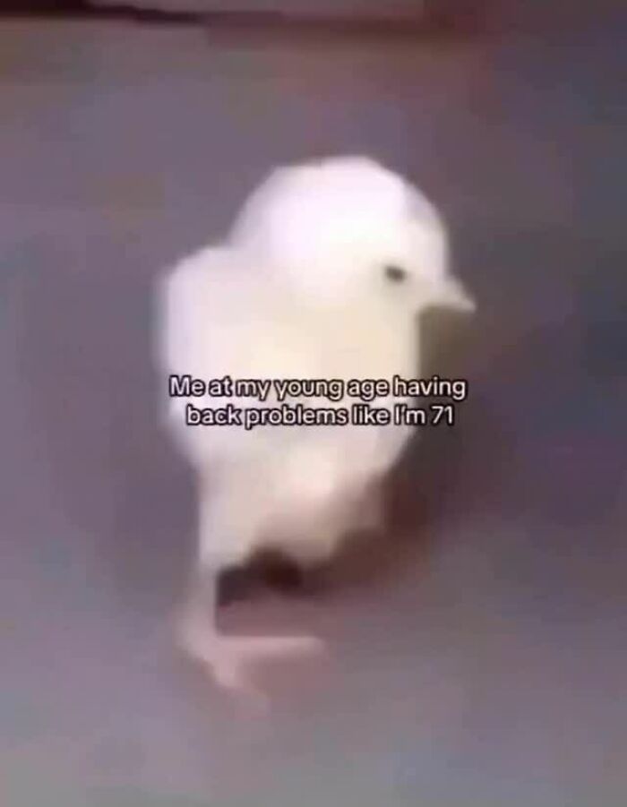 Let’s Dive Into These 120 Animal Memes That’ll Totally Crack You Up