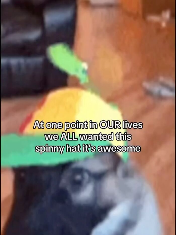 Let’s Dive Into These 120 Animal Memes That’ll Totally Crack You Up