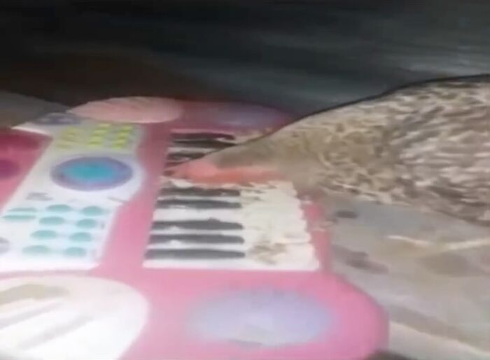 Let’s Dive Into These 120 Animal Memes That’ll Totally Crack You Up