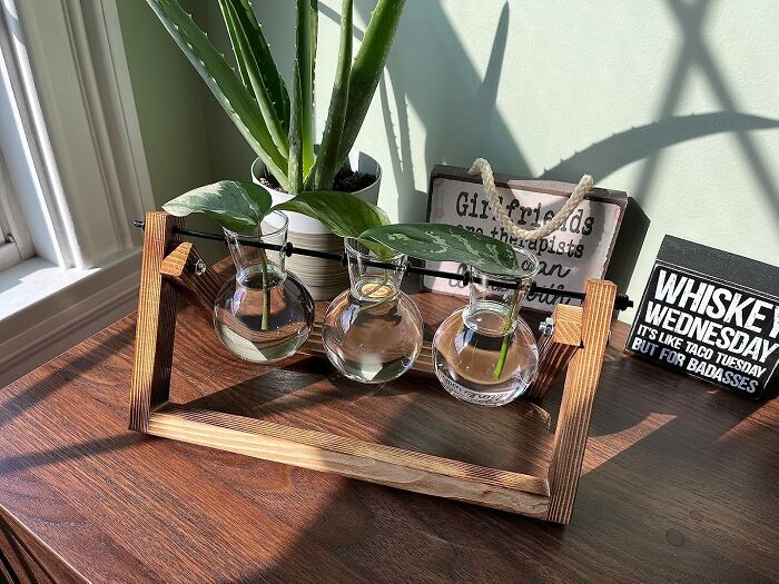 Grow Your Own Greens Stylishly With This Chic Plant Terrarium