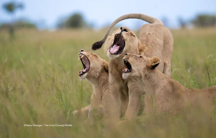 "Lion Yawn Choir Hits the Right Notes" (by Meline Ellwanger, USA)