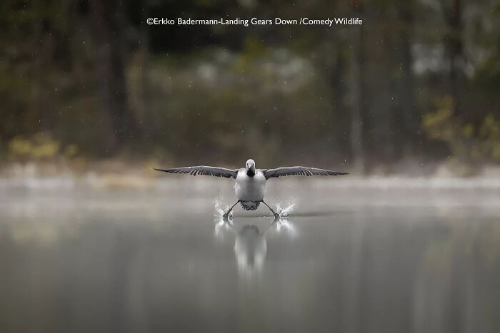 "Snow Surprise for Patient Bird Photographer" (by Erkko Badermann, Finland)