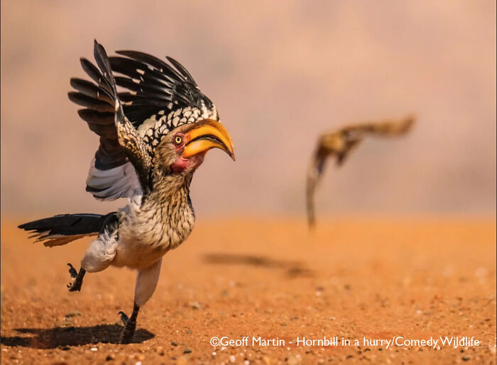 "Hornbill Crashes the Vulture Photoshoot" (by Geoff Martin, UK)