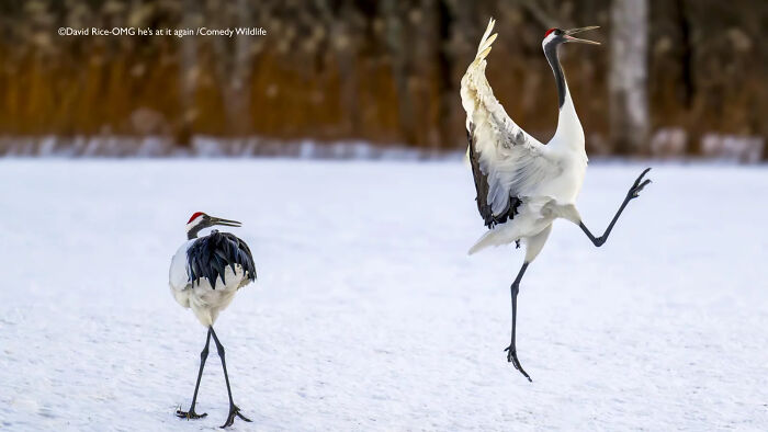 "Red-Crowned Cranes Up To No Good" (by David Rice, USA)