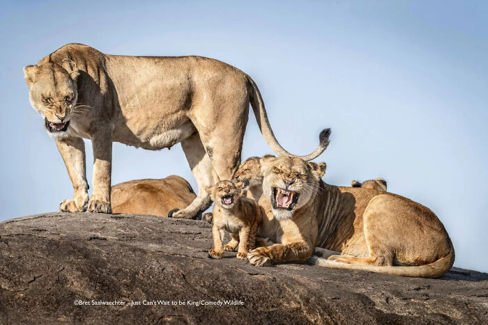 "‘I’m Gonna Be King Someday!’ Lion Kid" (by Bret Saalwaechter, USA)