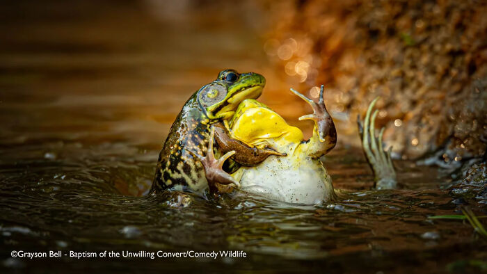 "Frogs Throwing Unplanned Water Baptism" (by Grayson Bell, USA)