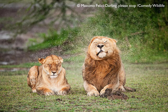 "'Darling, Can We Pause This?' Lion Love Interrupted" (by Massimo Felici, Italy)