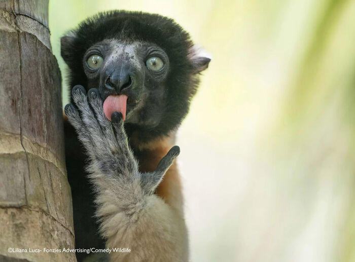 "Sifakas Showing Off Their Best Poses" (by Liliana Luca, Italy)