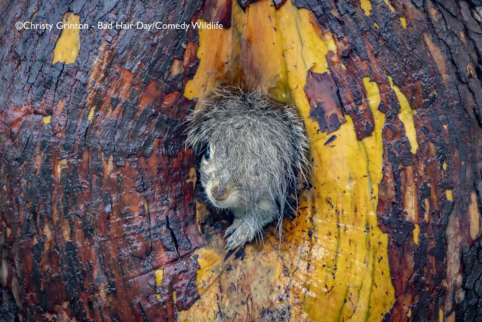 "Squirrel’s ‘Bad Hair Day’ Struggle" (by Christy Grinton, Canada)