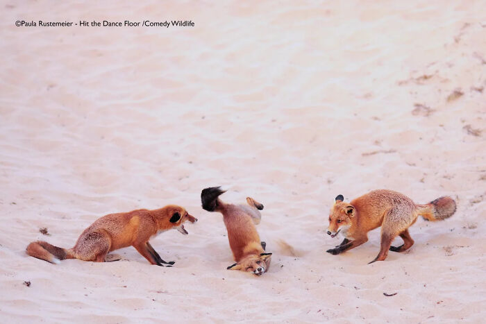 "Fox Hits the Dance Floor" (by Paula Rustemeier, Germany)