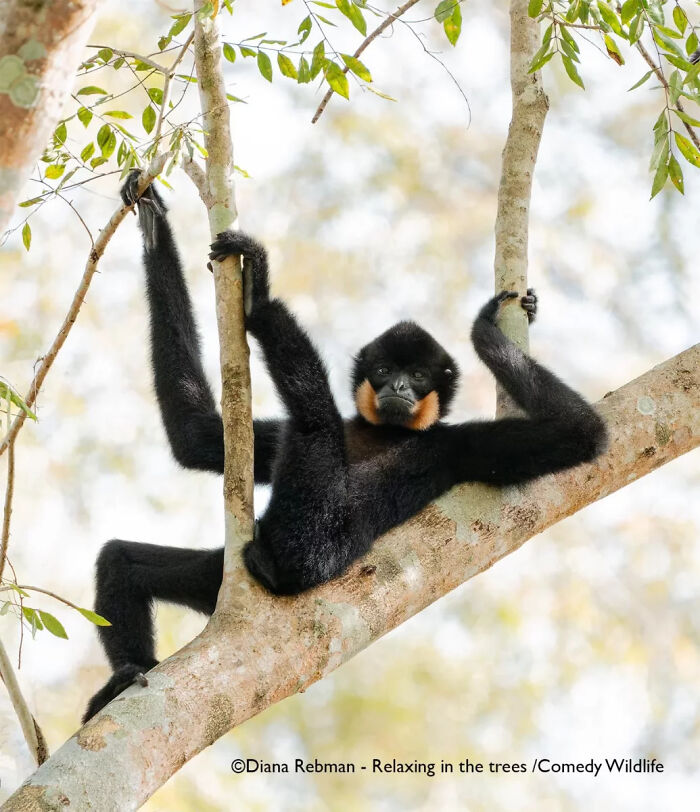 "Gibbon Looks Like It’s Waiting For a Beer" (by Diana Rebman, USA)