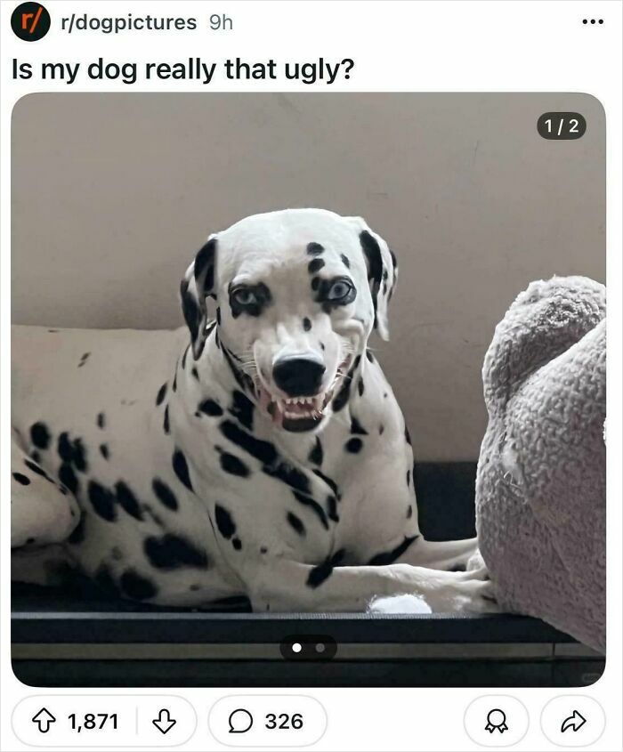 Ugly Dog?