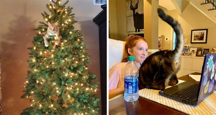 These Cats Are Total Jerks… And We Love Them for It!