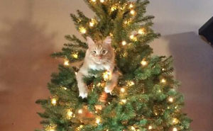 These Cats Are Total Jerks... And We Love Them for It!