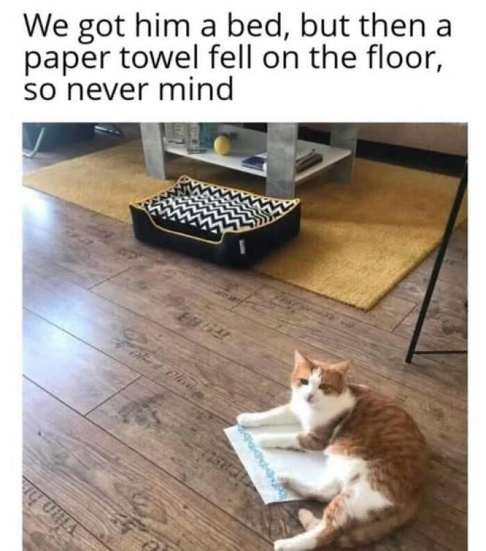 These Cats Are Total Jerks... And We Love Them for It!