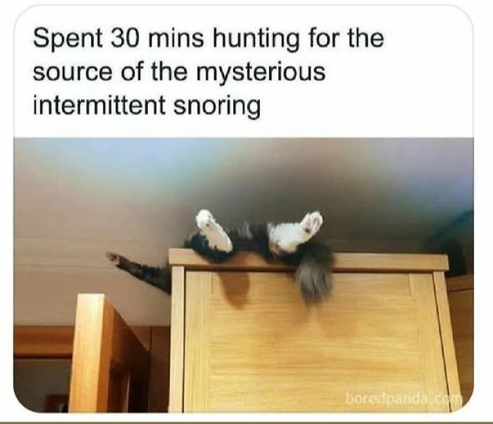 These Cats Are Total Jerks... And We Love Them for It!