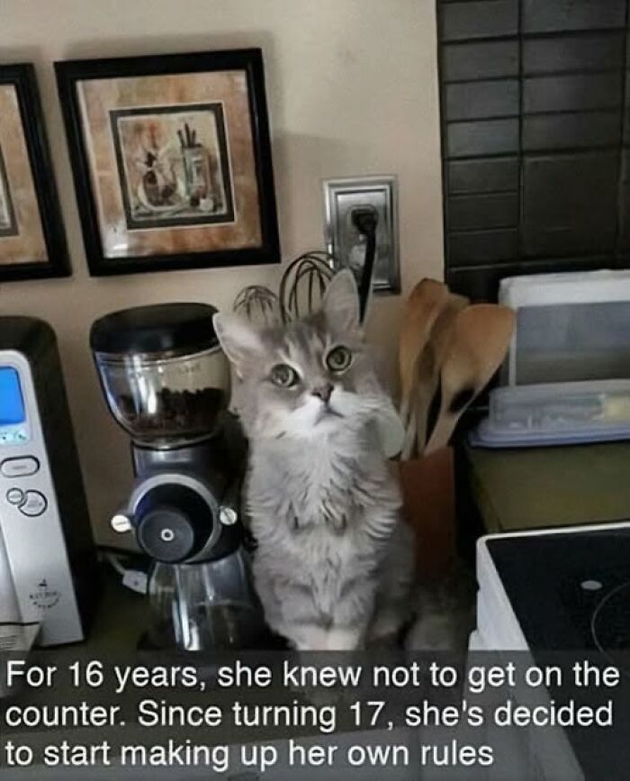 These Cats Are Total Jerks... And We Love Them for It!